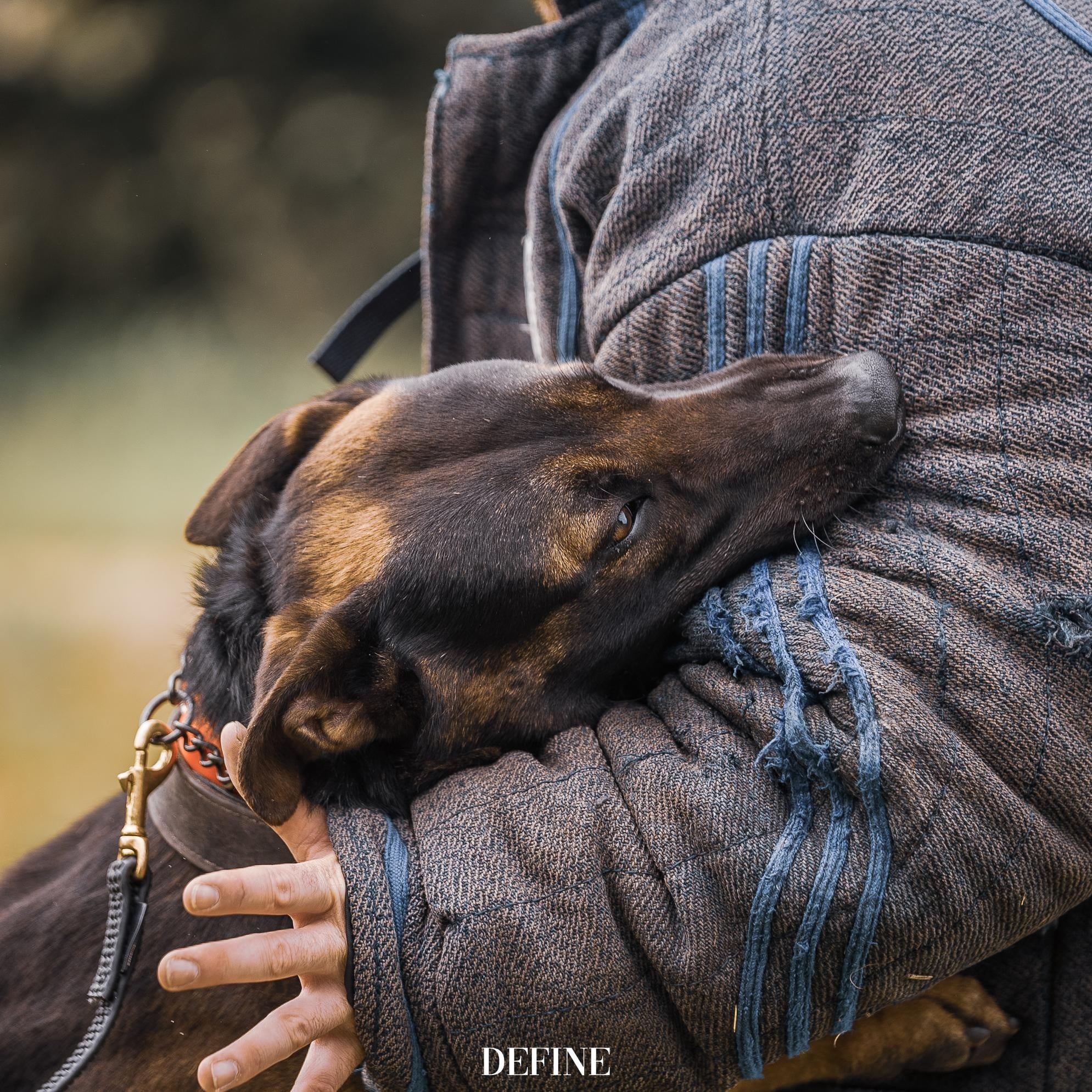 Belgian Malinois Protection dog biting into a bite sleeve